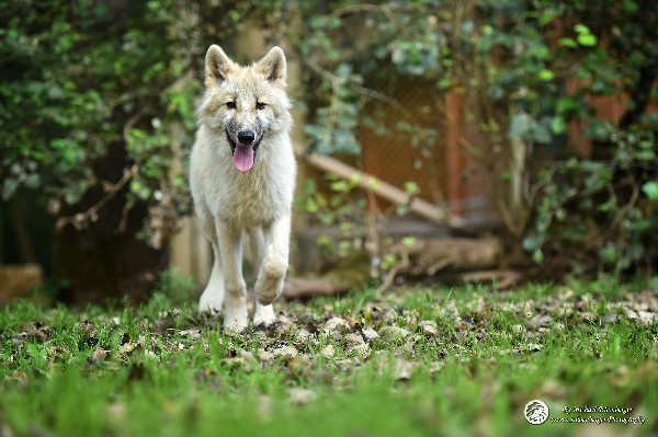 Polarwölfe Arctic wolves Anyu Nova Yuki